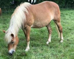 Zuchtstute Hermine Granger (Haflinger, 2006, von Abendsturm)