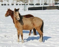 Zuchtstute Conchita de Luxe (Deutsches Reitpony, 2011, von FS Champion de Luxe)