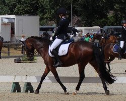 broodmare Sf Clara (German Riding Pony, 2009, from St. Annens Monsieur N)