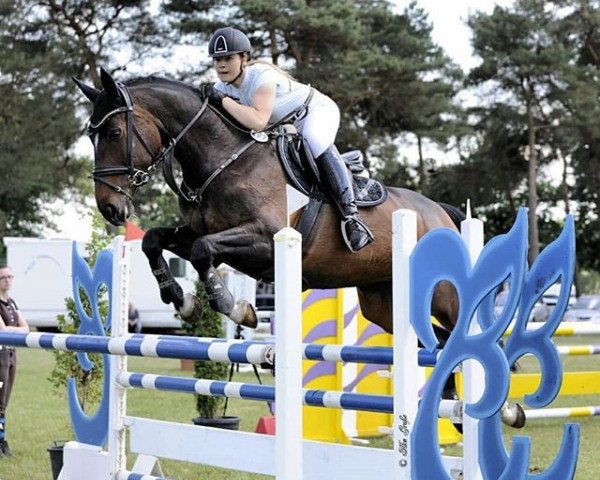 jumper Ninja de Chateau (German Sport Horse, 2008, from Nikidam du Chateau)