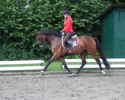 dressage horse Rocking Rose 2 (Hanoverian, 2013, from Glock's Romanov)