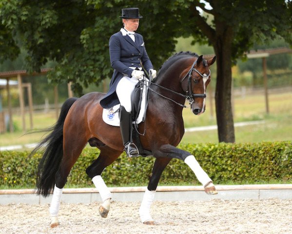 dressage horse Belissario (Oldenburg, 2010, from Belissimo NRW)