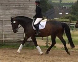 dressage horse Cheval Cadur (Westfale, 2010, from Coco Conchetto S)