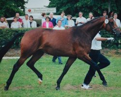 Zuchtstute Ucara (Trakehner, 1993, von Guy Laroche)