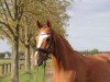 dressage horse Sidney 205 (Westphalian, 2006, from Sandro Bedo)