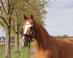 dressage horse Sidney 205 (Westphalian, 2006, from Sandro Bedo)