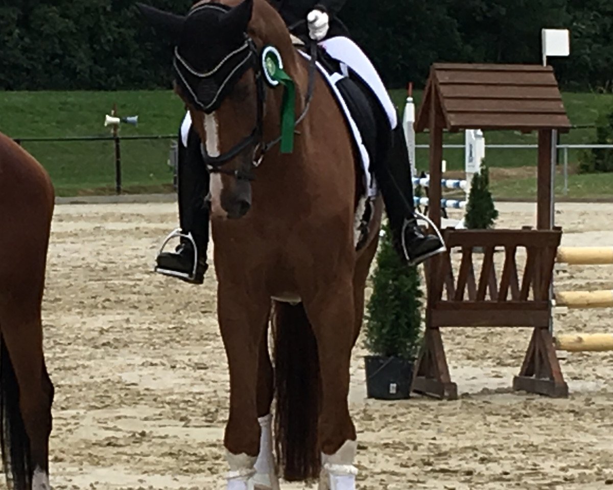 dressage horse Fürst Franz-Josef B (Hanoverian, 2013, from Fürst Romancier)