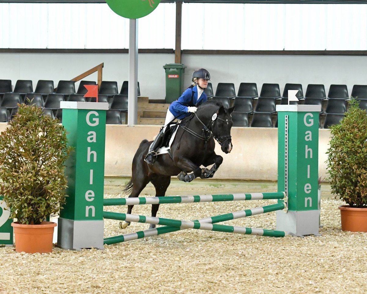 dressage horse Chivas Macaroon Podolski (German Riding Pony, 2008, from Puccini)