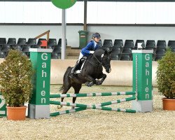 dressage horse Chivas Macaroon Podolski (German Riding Pony, 2008, from Puccini)