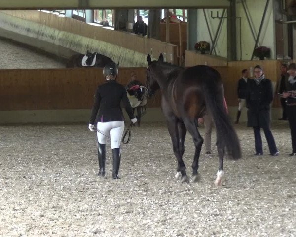 Reitturnier Mettmann - Reitanlage Löckenhoff 2017