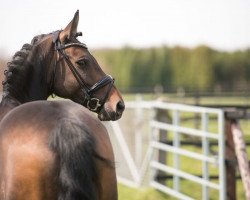 broodmare Catwalk Star (Oldenburg, 2012, from Christ)