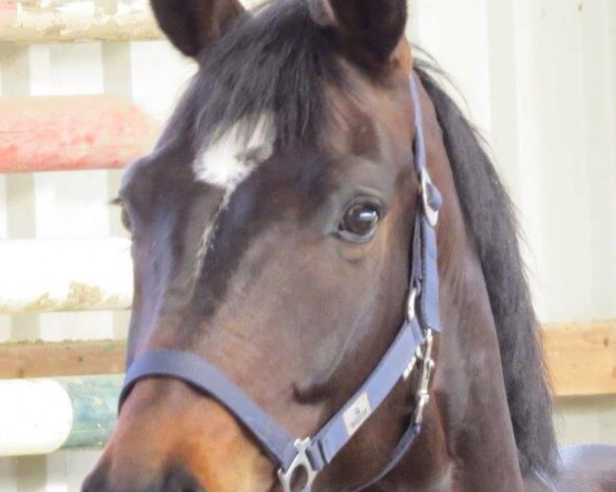 dressage horse Feline 108 (Hanoverian, 2009, from Fidertanz)
