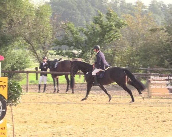Reitturnier Lüdinghausen-Westrup 2017