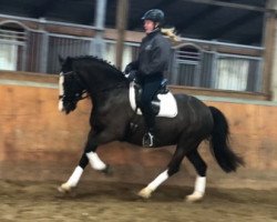 Pferd Like a Lady 8 (Tinker / Irish Cob / Gypsy Vanner, 2008, von Unbekannt Tinker)