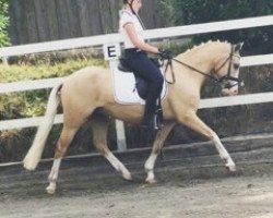 Springpferd Hochdonns Charmeur (Deutsches Reitpony, 2014, von Steendieks Cream of Glory)