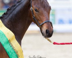 dressage horse Dream Hit (German Sport Horse, 2016, from Glock's Dream Boy)