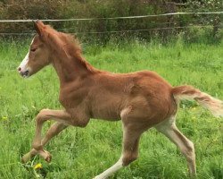 broodmare Maybelline (German Riding Pony, 2018, from FS Mr. Right)