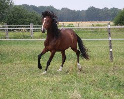 dressage horse Could be Magic (German Riding Pony, 2016, from Cassini)