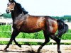 broodmare Soleil Z (Zangersheide riding horse,  , from San Brentano)