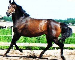 broodmare Soleil Z (Zangersheide riding horse,  , from San Brentano)