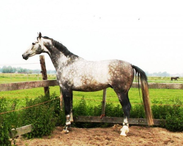 Deckhengst Bon Ami Z (Zangersheide Reitpferd, 2006, von Bazar ShA)