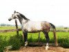 stallion Bon Ami Z (Zangersheide riding horse, 2006, from Bazar ShA)