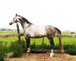 stallion Bon Ami Z (Zangersheide riding horse, 2006, from Bazar ShA)