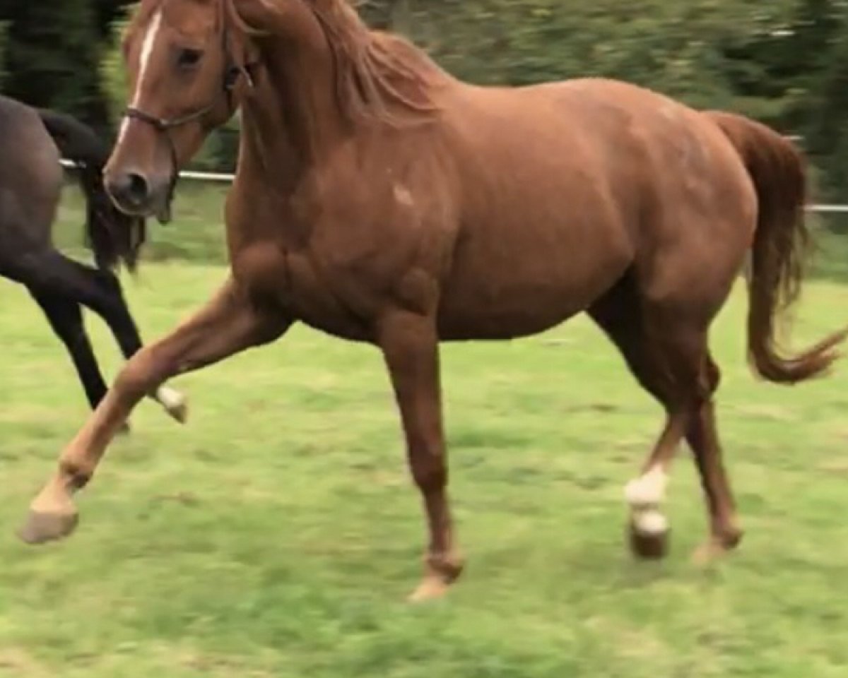 broodmare Olympus Quinette (KWPN (Royal Dutch Sporthorse), 2009, from Quaterback)