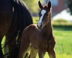 Springpferd Copine 7 (Westfale, 2018, von Cup Cooper)