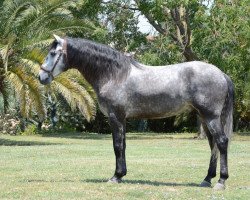 horse Campero (Lusitano, 2014)