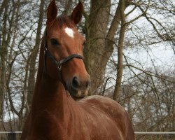 broodmare Denira S (Hanoverian, 1999, from De Niro)