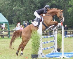 jumper Copriamo (Oldenburg show jumper, 2009, from Copasetic)