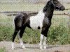stallion Orlando (Lewitzer, 1999, from Ontario II)