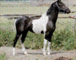 stallion Orlando (Lewitzer, 1999, from Ontario II)