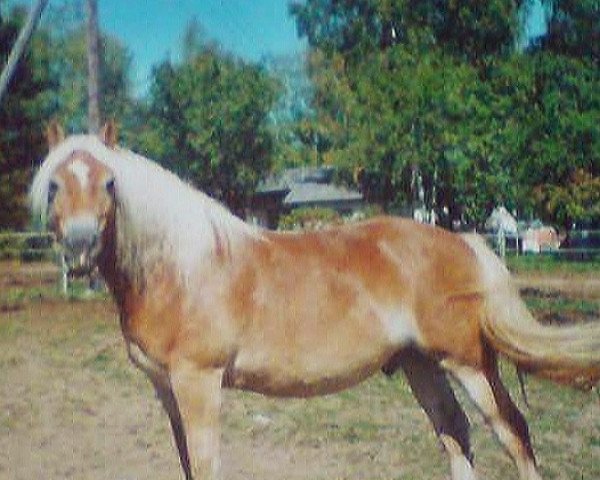 Pferd Ares 129 (Haflinger, 1996, von Amor)