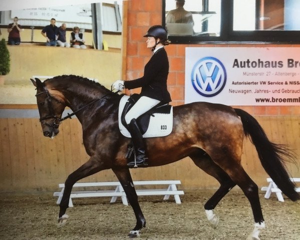 dressage horse Foure (Westphalian, 2010, from Florenciano 6)