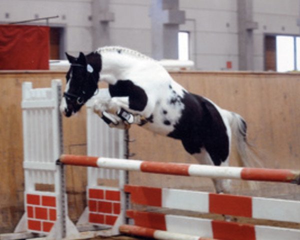 dressage horse Ohaio (Lewitzer, 2006, from Orlando)