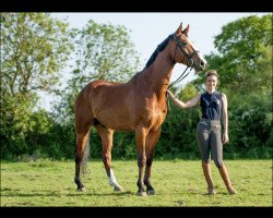 horse Good Vibrations (Oldenburg, 2013, from Götterfunke)