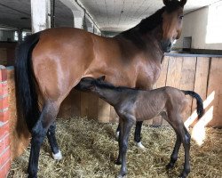 broodmare Fräulein Stegemann (Rhinelander, 2011, from Feedback 16)