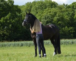 dressage horse Ornello (New Forest Pony, 2008, from Orlando)