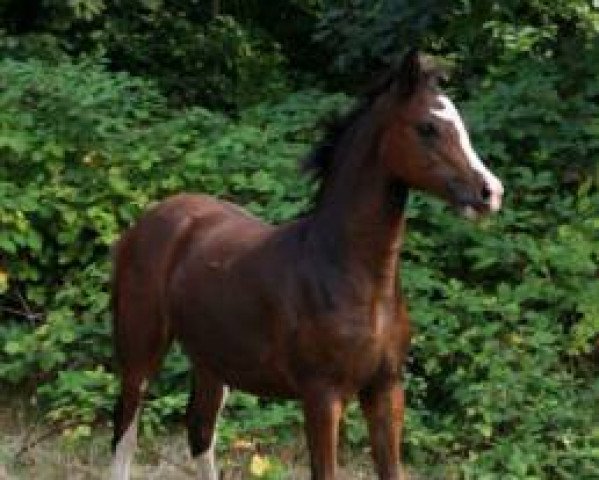 broodmare C 'est ma Belle (German Riding Pony,  , from Coelenhage's Don Pedro)