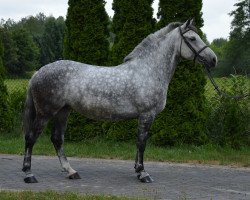 Pferd Costi (Polnisches Warmblut, 2011)