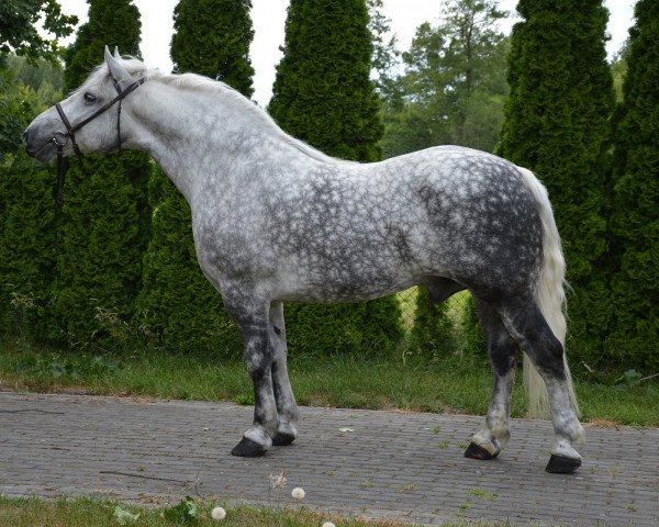 Pferd Brandon (Polnisches Kaltblut, 2012)