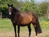 broodmare Tennessie 3 (Holsteiner, 2003, from Quadrigo 4)