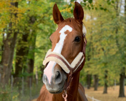 broodmare Cayenne 174 (Oldenburg show jumper, 2006, from Clemence)