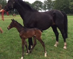 jumper Noble Man F (KWPN (Royal Dutch Sporthorse), 2018, from Chacco's Son II)