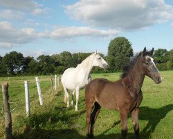 broodmare Viola Inschima (Hanoverian, 1992, from Varus)