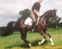 broodmare Havanna Inschima (Hanoverian, 1999, from Heraldik xx)