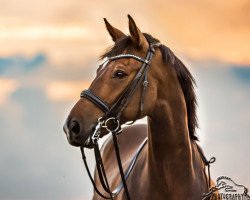 dressage horse Carino Moreno (Oldenburg show jumper, 2004, from Centesimo I)