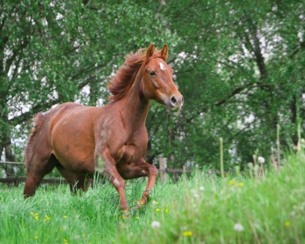 Pferd Lazy Queen Dot Com (Quarter Horse, 2005, von Olena San Badger)